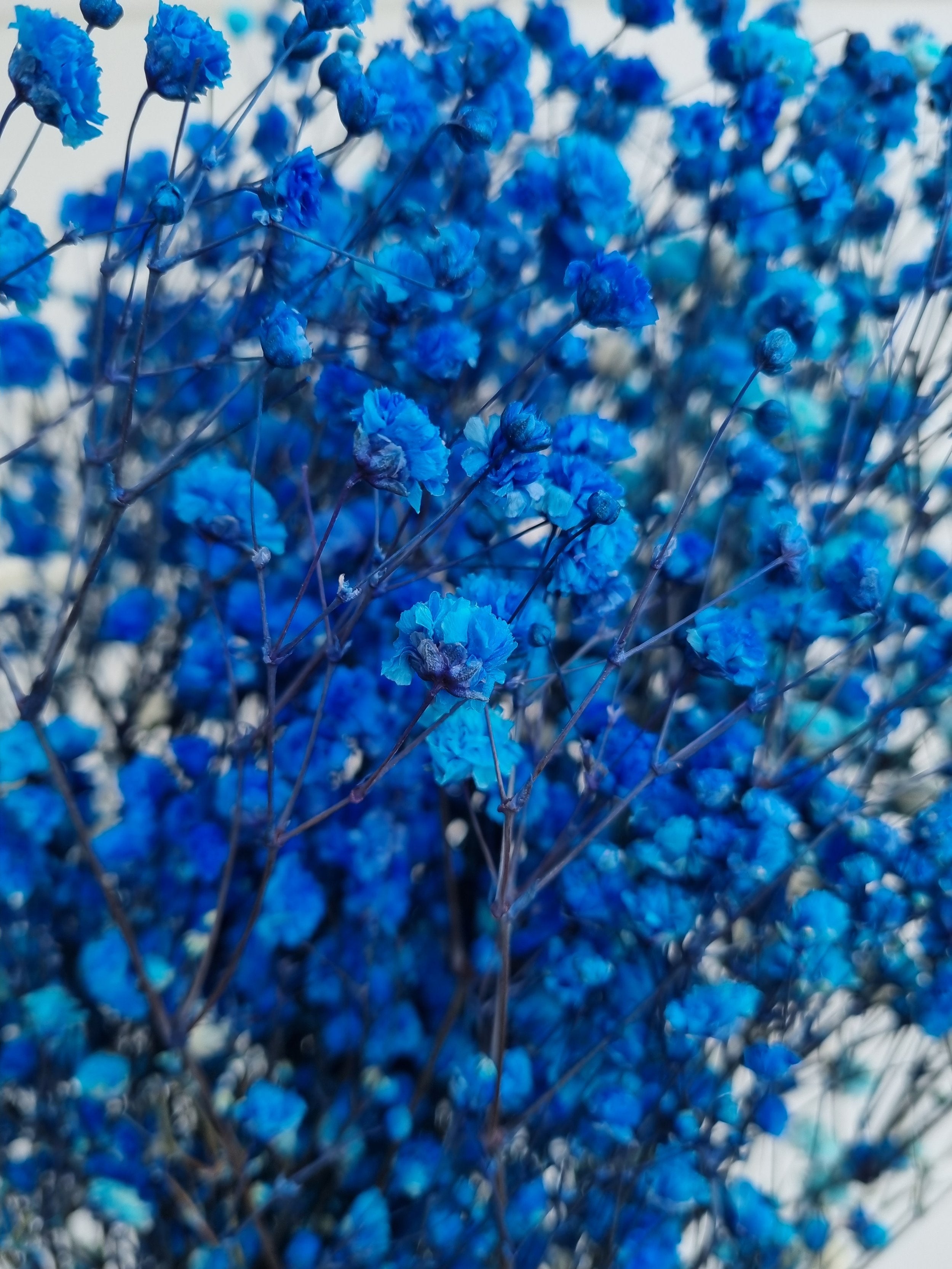 Dried Baby's Breath Blue – Wild Blooms